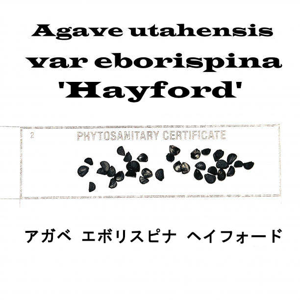 7月入荷 50粒+ アガベ ユタエンシス エボリスピナ ヘイフォード 種子 種 証明書あり拍卖