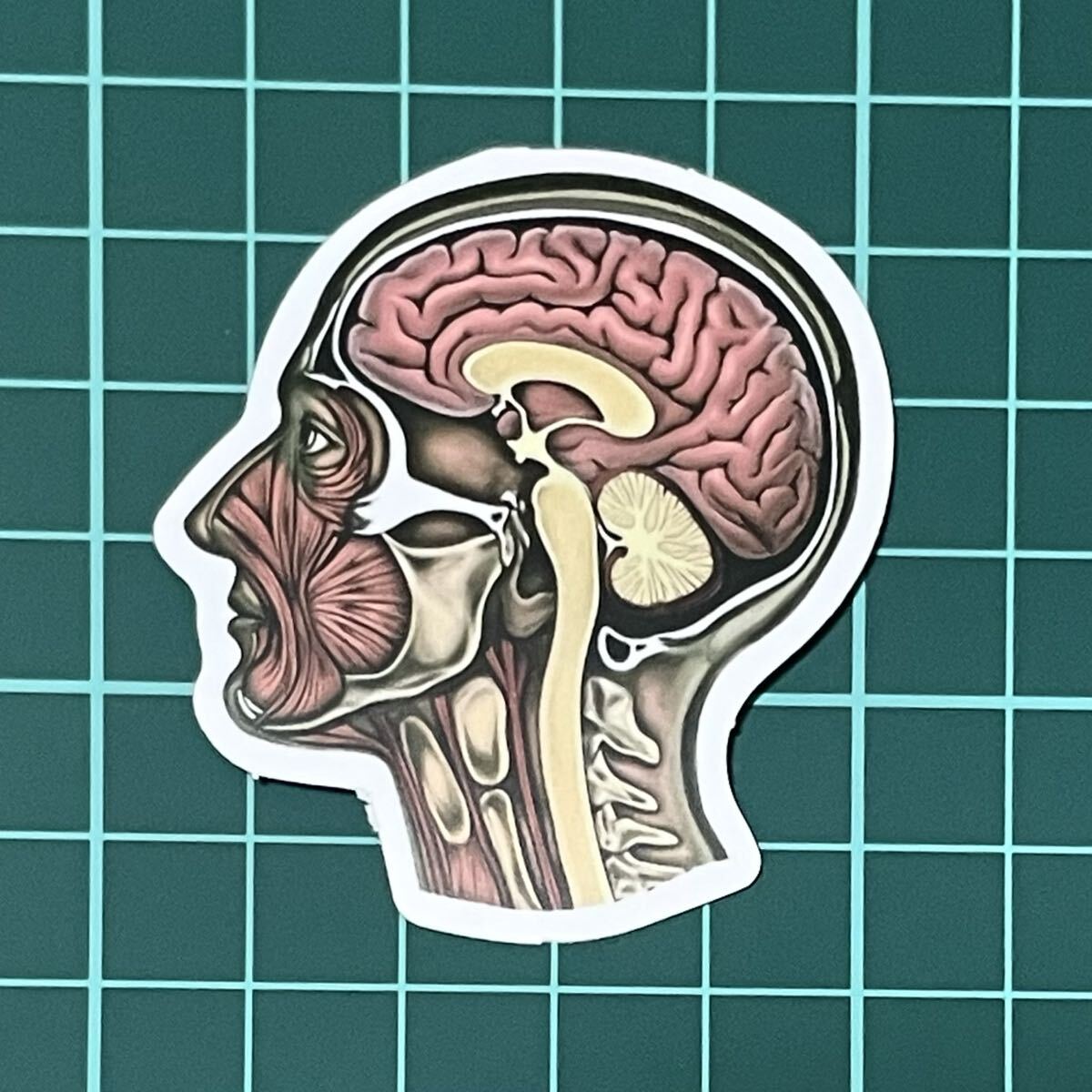 ST514 ステッカー シール 脳みそ 医療 レントゲン 病院 人体 スマホ拍卖