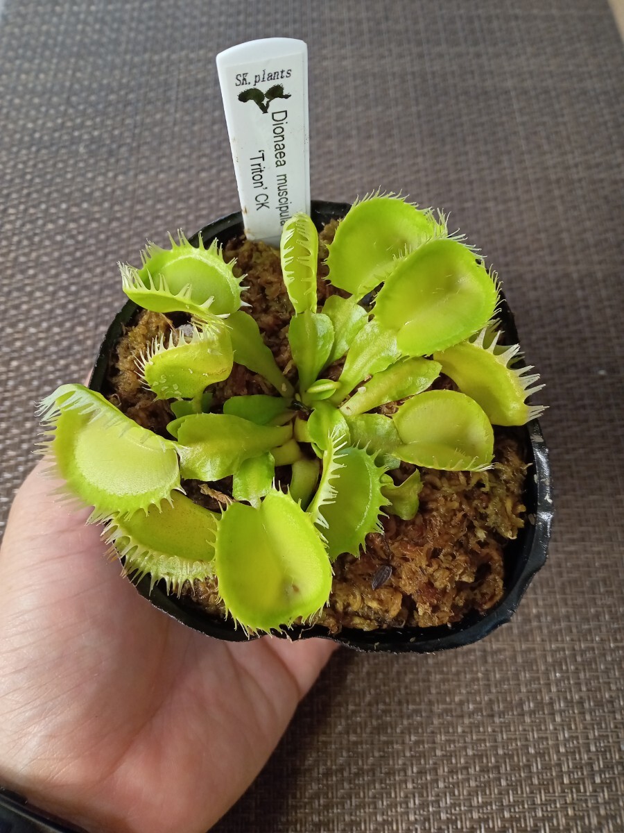 食虫植物 Dionaea muscipula triton CK ハエトリソウ No.2拍卖