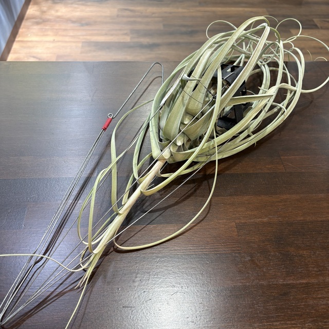 (現品) チランジア 'レディーフォーリフトオフ' (No.22340) (エアープランツ ティランジア エクセルタ x バルビシアナ)拍卖