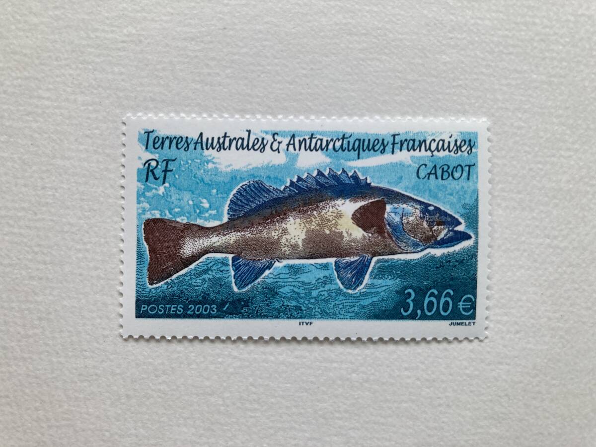 外国切手: 仏領南方南極地域切手「ミナミオオスズキ」 1種完 未使用拍卖