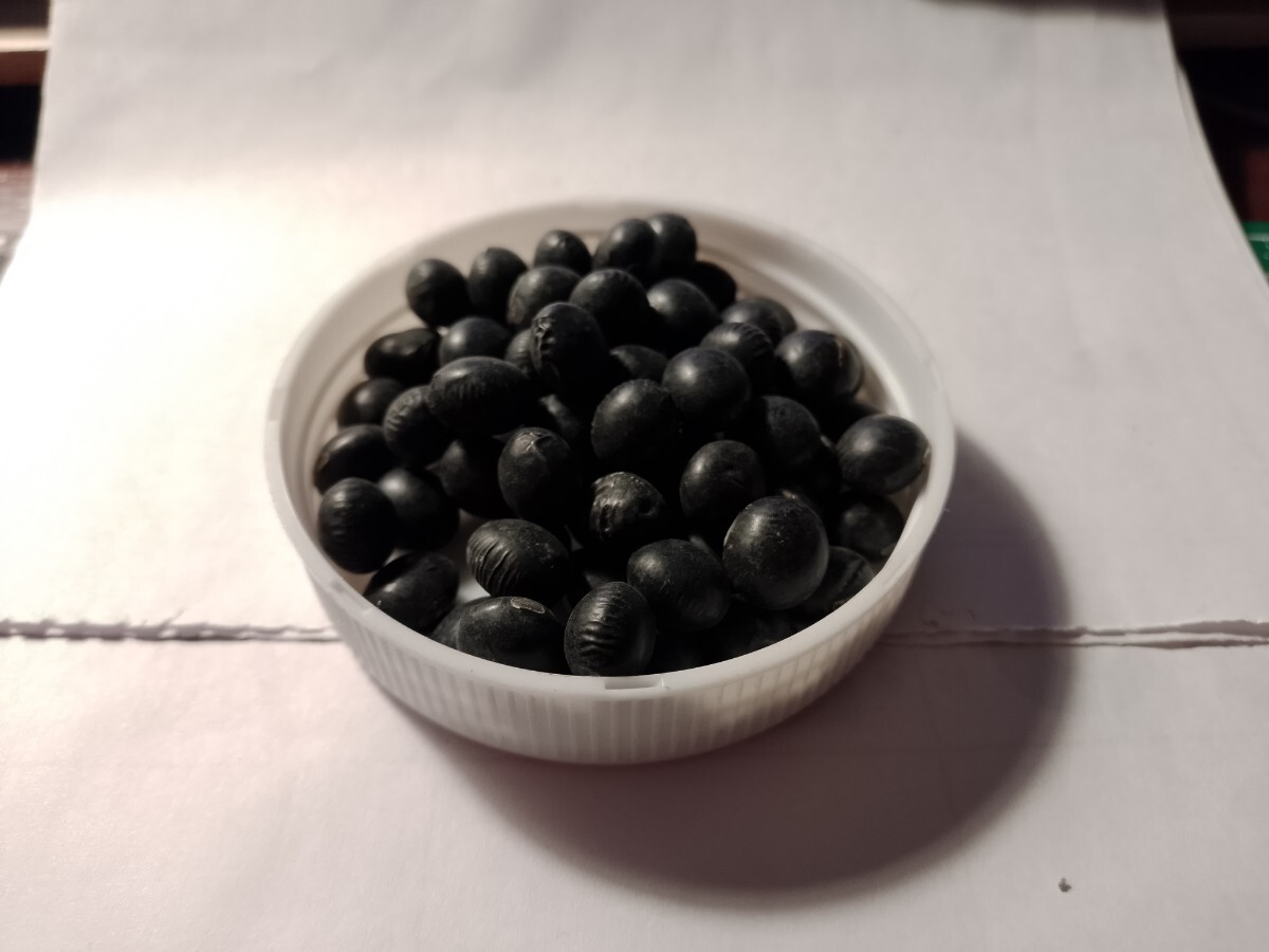 北海道産 光黒大豆 黒大豆種子 祝黒 いわいくろ 40粒位 枝豆の種 黒大豆の種 たね 限定入荷拍卖