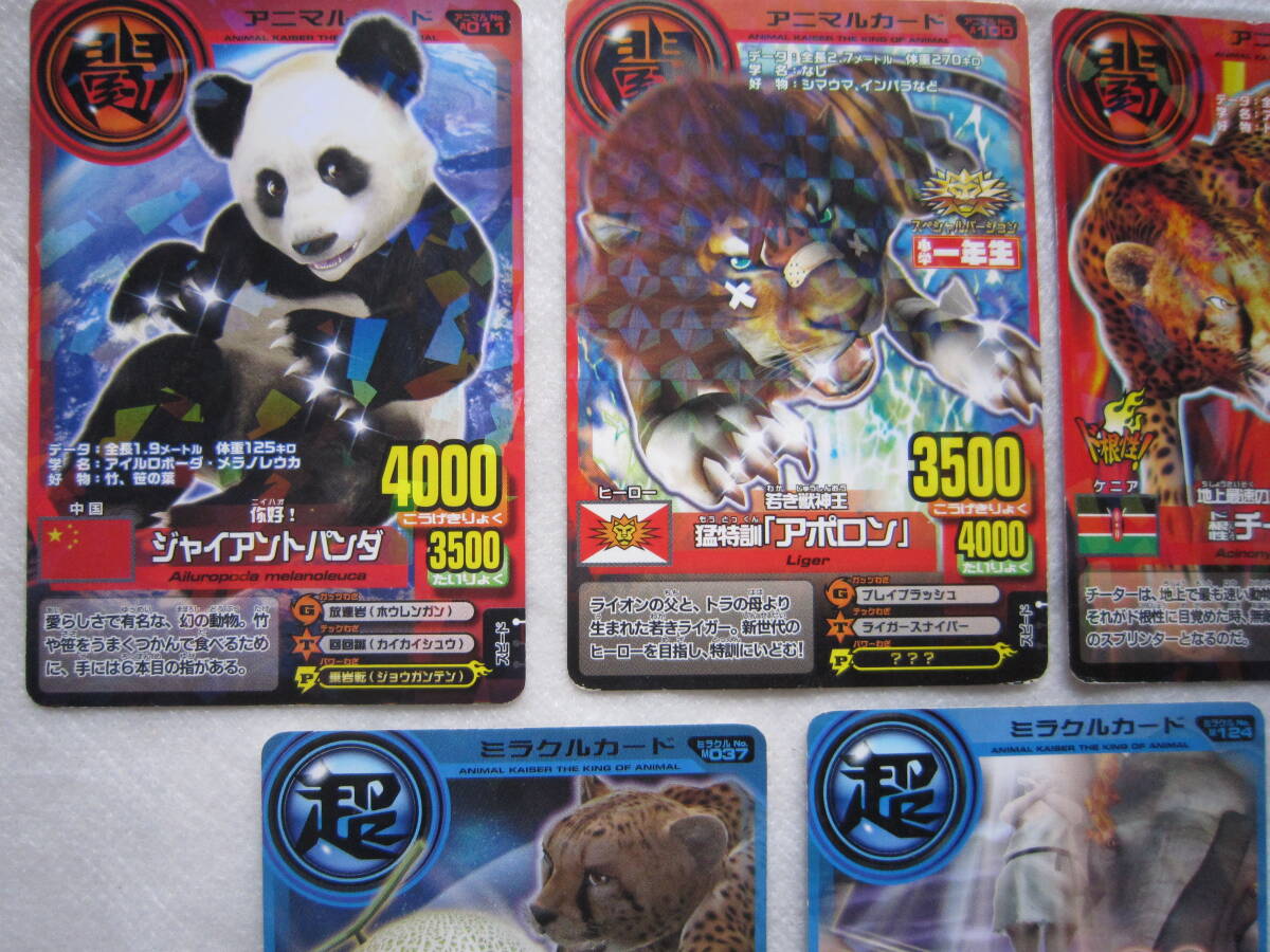 ♪即決☆百獣大戦アニマルカイザーカード5枚☆ジャイアントパンダ 巨大メロンほか☆折曲防止☆濡れ防止梱包☆送料全国一律110円♪拍卖