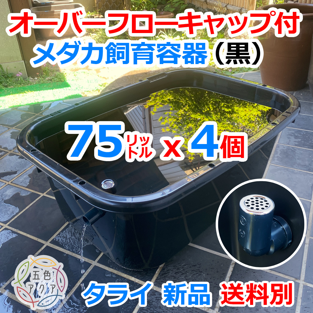 【新仕様】メダカ飼育容器 75㍑黒x4個 オーバーフロー加工済 送料別 メダカ水槽 針子 飼育ケース 産卵 水草 ビオトープ【五色アクア】08'拍卖