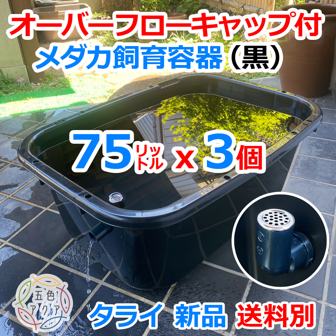 【新仕様】メダカ飼育容器 75㍑黒x3個 オーバーフロー対策済 送料別 メダカ水槽 針子 飼育ケース 産卵 水草 ビオトープ【五色アクア】08'拍卖