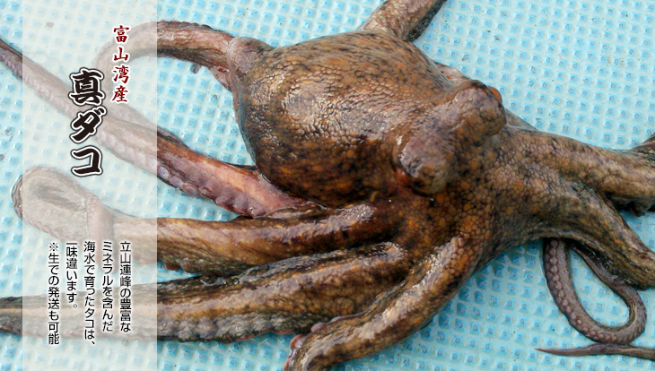 富山湾産 急速真空冷凍 天然生マダコ 3k サイズ小 160g~499g拍卖