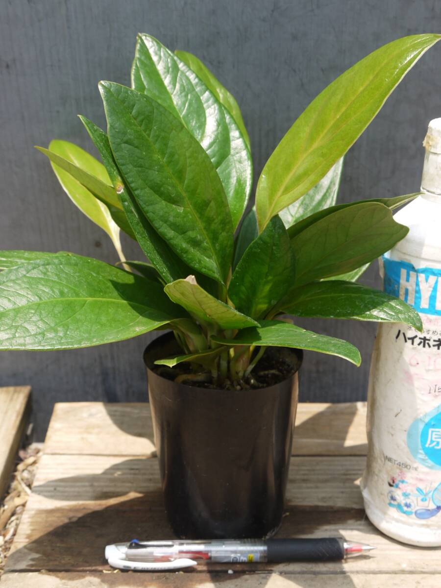 即決1980円♪アンスリウムプラウマニー3号プラ鉢◆B◆拍卖