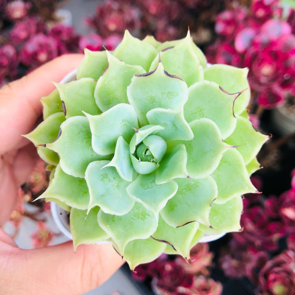シムランス アッセンシオン 発根済み エケベリア 多肉植物拍卖