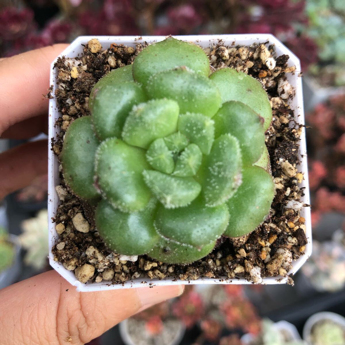 キャロル 発根済み エケベリア 多肉植物拍卖