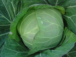 キャベツ 富士早生 50粒拍卖