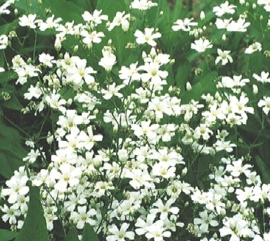 かすみ草 コペントガーデン 50粒拍卖