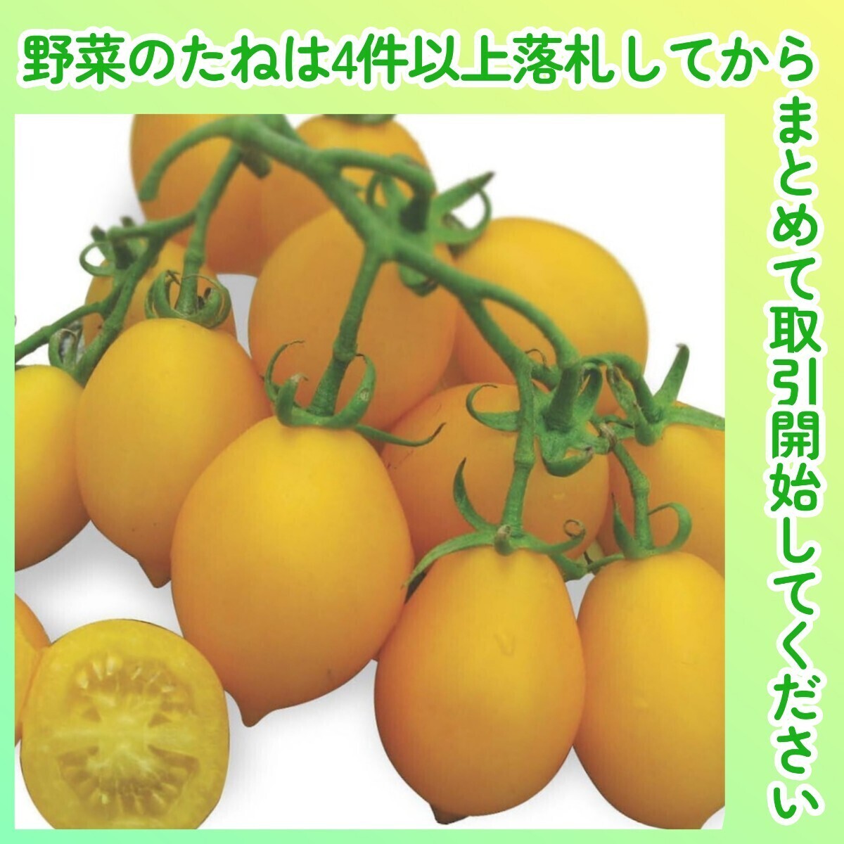 4件以上落札◆トマト種◆ピエンノーロトマト黄10粒◆固定種ミニトマト加熱用ヴェスヴィオベスビオボルゲーゼピエンノロイタリアンイタリア拍卖