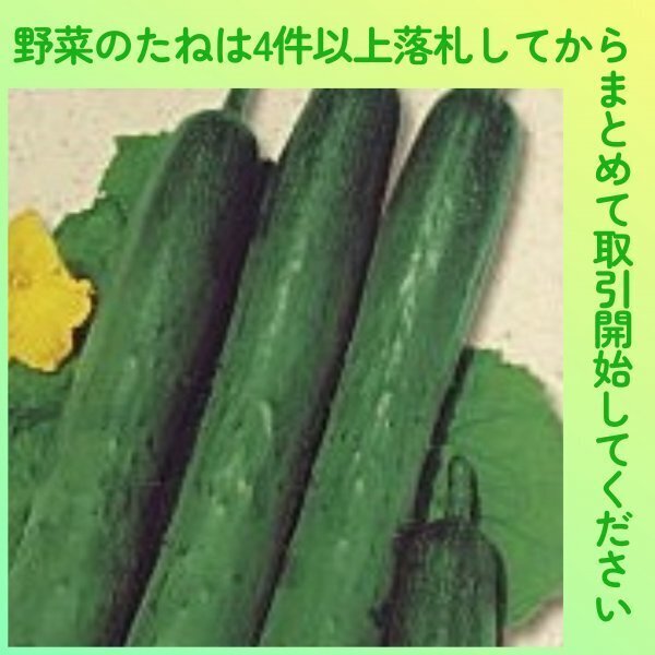 4件以上落札◆キュウリ種◆新ときわ地這い胡瓜 8粒◆固定種きゅうり 支柱栽培もできる万能型 新ときわ地這キュウリ拍卖