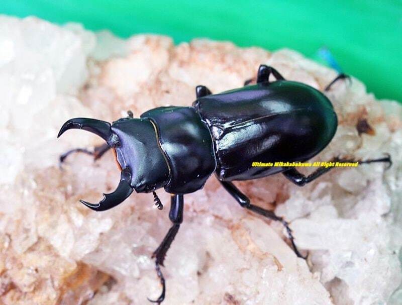 2025,5/23 新着WILD チベット便 最高峰!!ウォードコクワ No,5 ♂ブラックカラー35mmUP♀30mm前後ペア(材割)拍卖