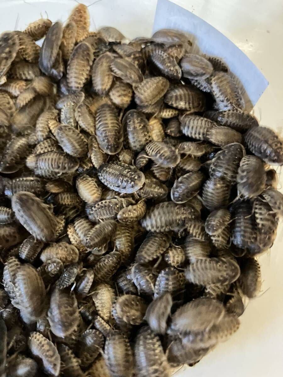 送料無料!デュビア 2.5~3cm 600匹拍卖