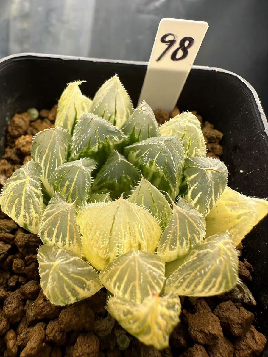 98 ハオルチア 多肉植物 ベヌスタ錦 自家繁殖 抜き苗発送拍卖