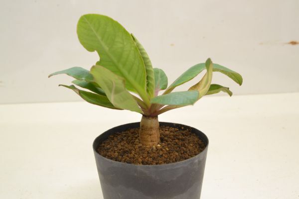 ユーフォルビア プリムリフォリア EUPHORBIA primulifolia拍卖