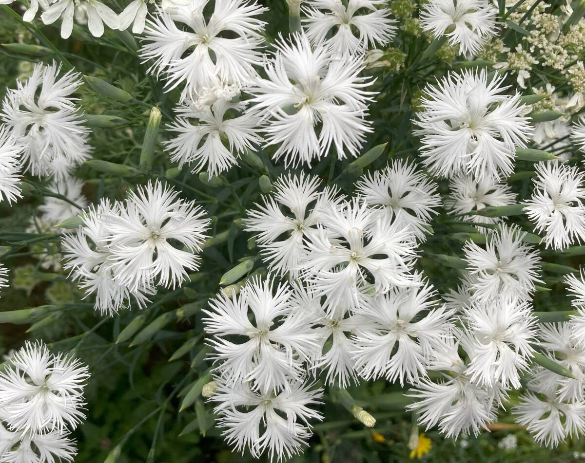 ☆カワラナデシコ(白)☆ 花の種 200粒拍卖