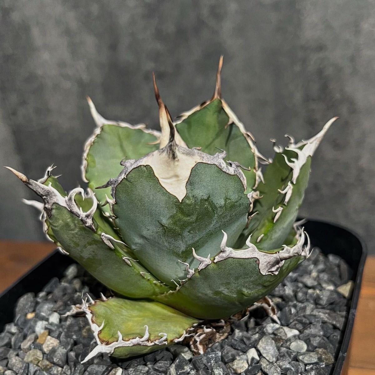 osp アガベ オアハカ オテロイ 1点物 w約11cm拍卖