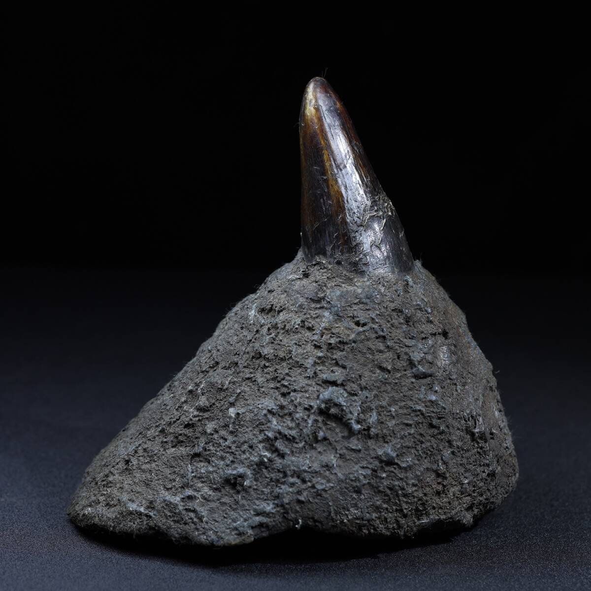 唐物 清 牛角尖 置物 極細工 古美術品 時代物 中国古玩 骨董品 D67拍卖