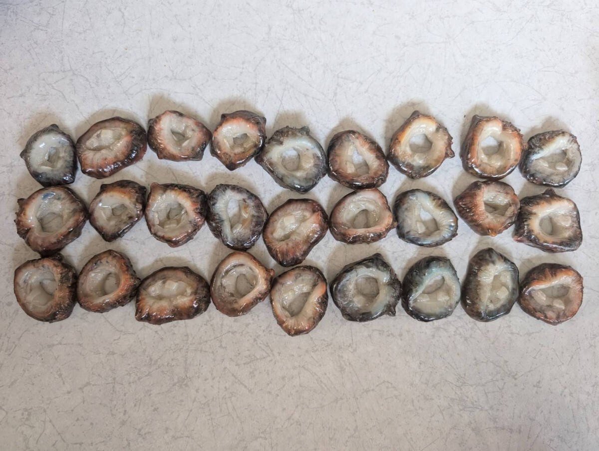 【まいづる食品サンプル】なまこ 1個250円 E-54拍卖