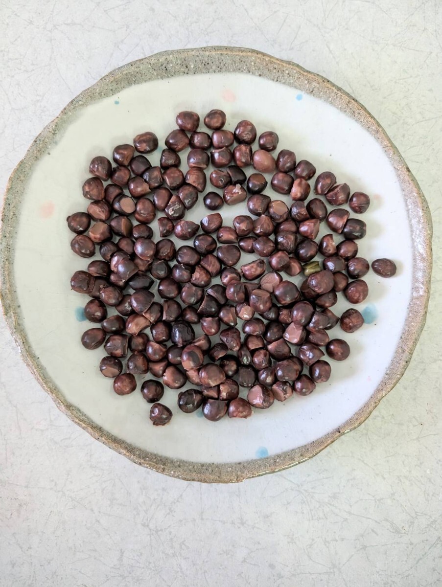 【まいづる食品サンプル】茶色の豆 名前不明 E-45-3 まとめ売り拍卖