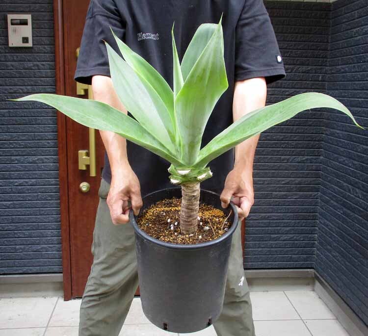 【現品】アガベ・アテナータ 8号鉢 M46番拍卖