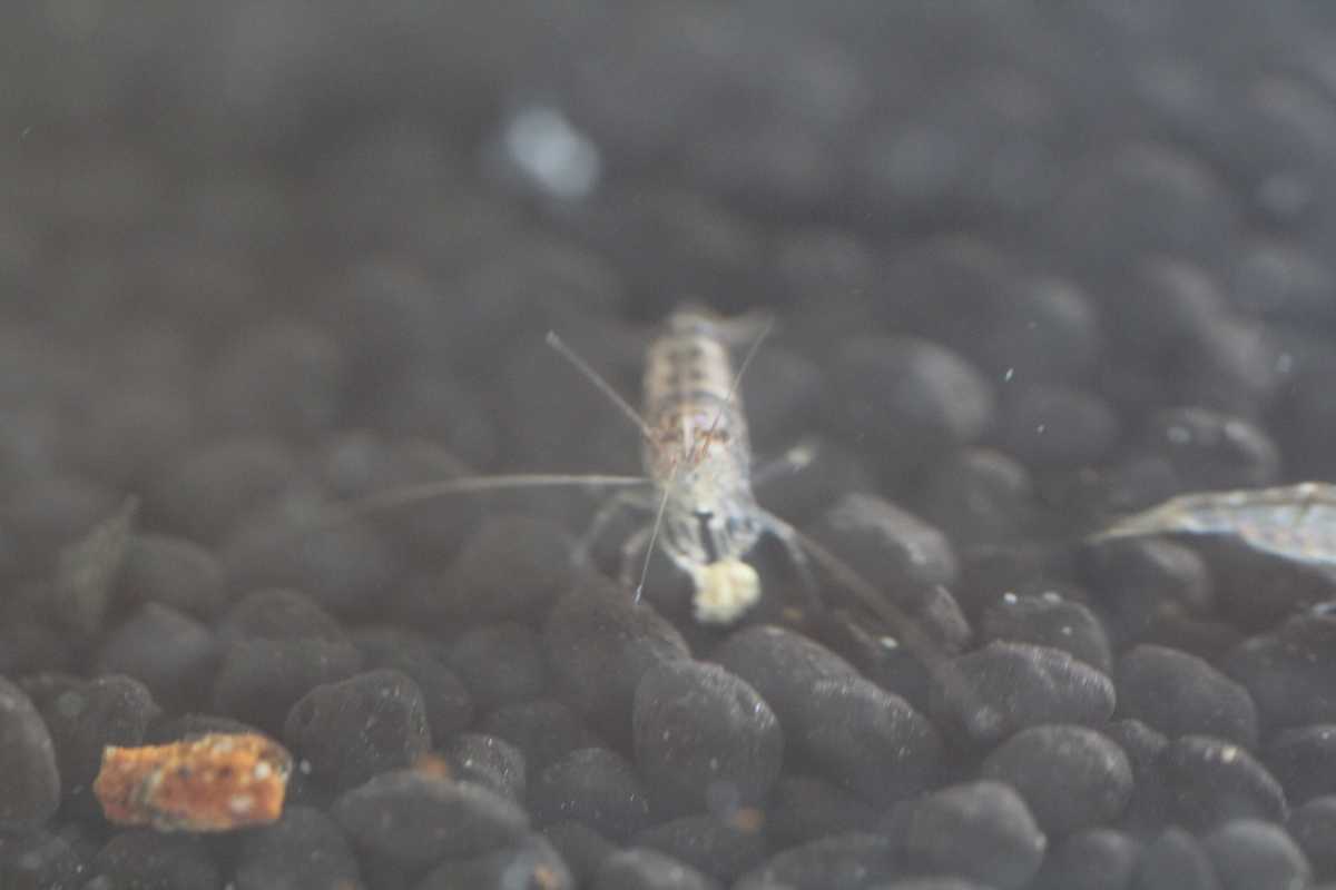 働き者ミナミヌマエビ15匹+α拍卖