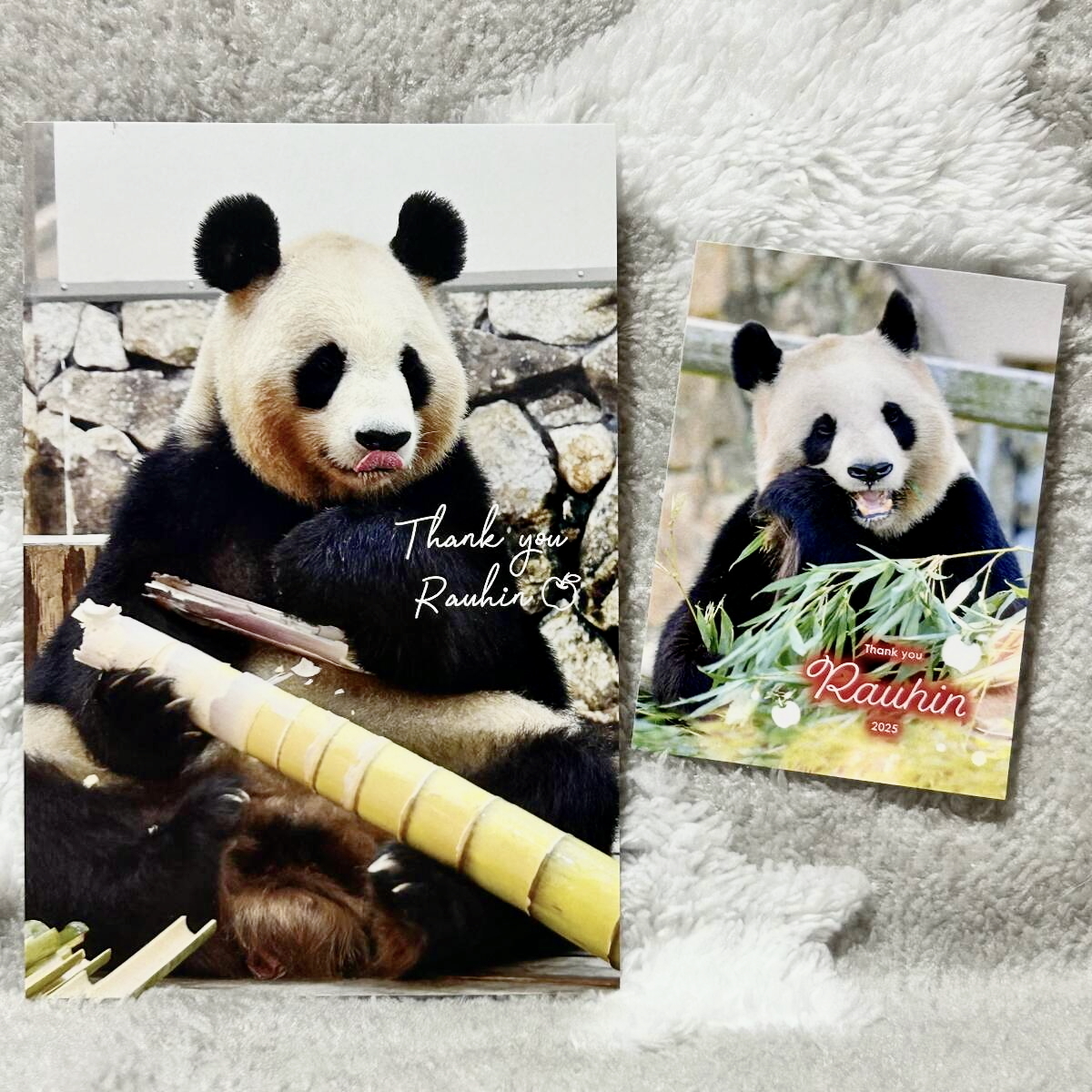 ★アドベンチャーワールド Thank you 良浜 ポストカード&プロフィールカード★ ジャイアントパンダファミリー 結浜 彩浜 楓浜 浜家拍卖