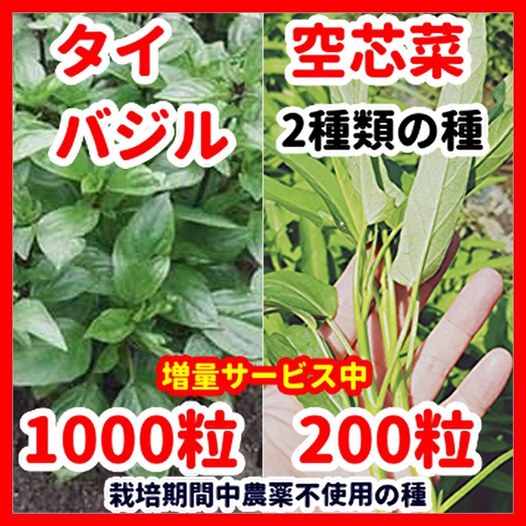 タイバジル&空芯菜の種2種類セット★令和6年産★【栽培期間中農薬不使用の種】拍卖