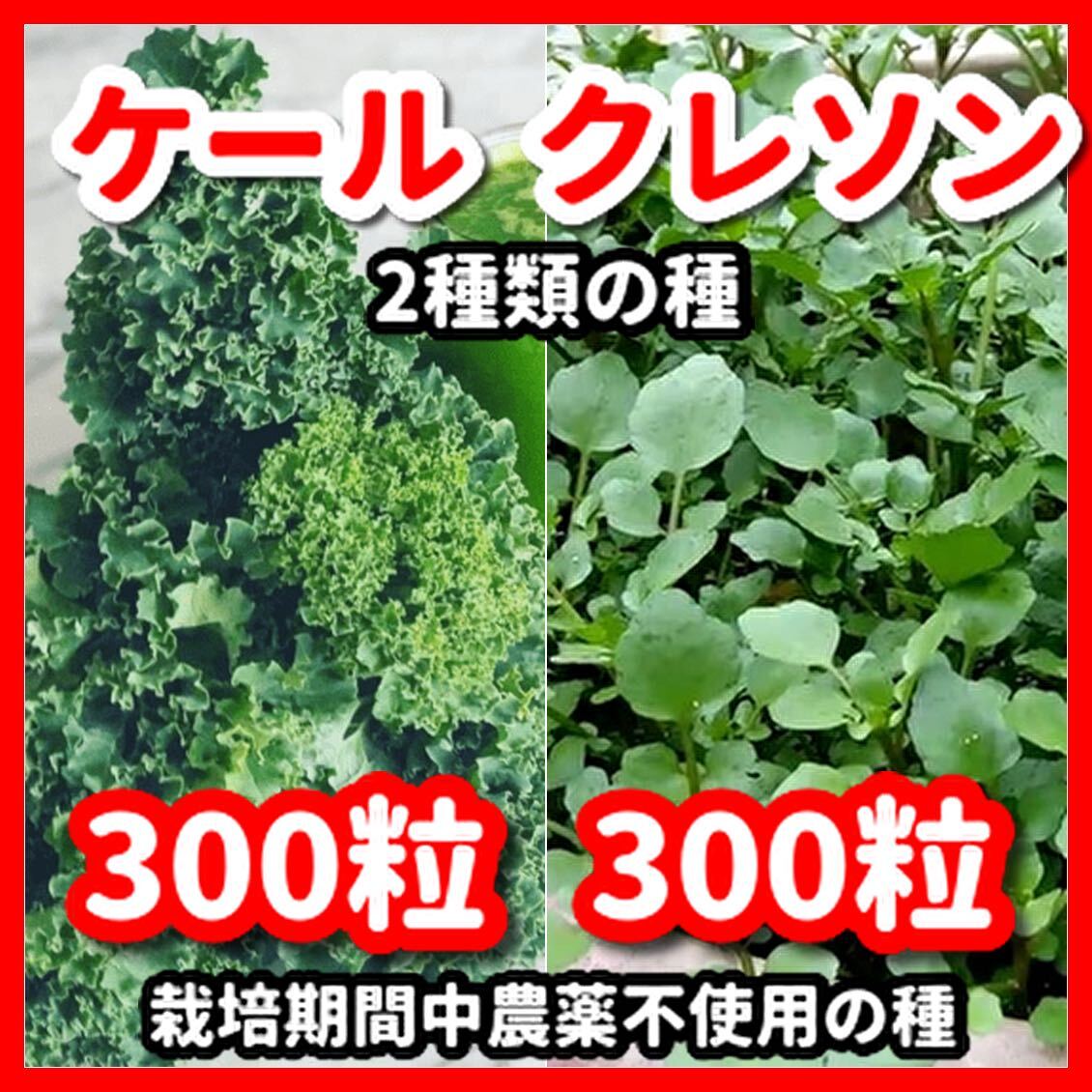 ケール&クレソンの種【2種類セット】★令和6年産★栽培期間中農薬不使用の種拍卖
