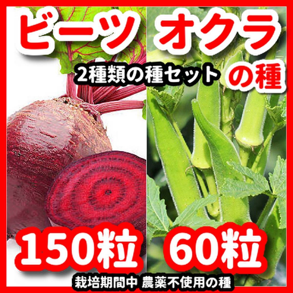 オクラ&ビーツの種セット★令和6年産★拍卖