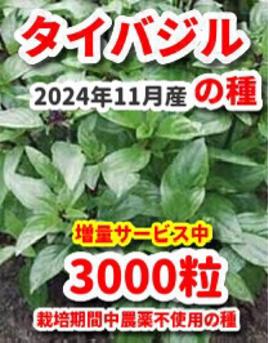 タイバジルの種【3000粒】★令和6年11月産★栽培期間中農薬不使用の種拍卖