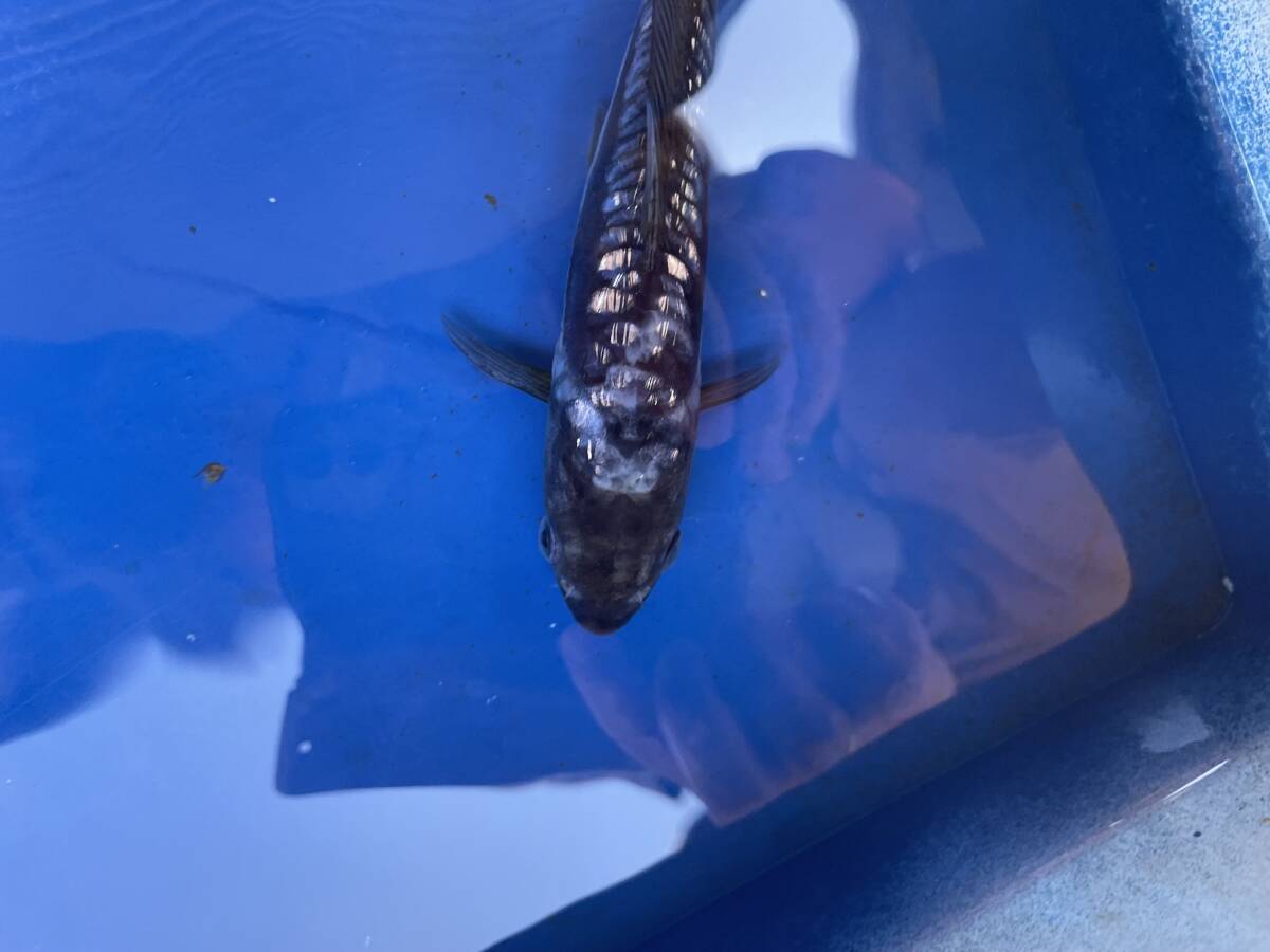 ★特選★令和6年産 渋いギラギラの銀鱗の鱗模様のいいドイツ銀鱗ブラック18cm程度拍卖