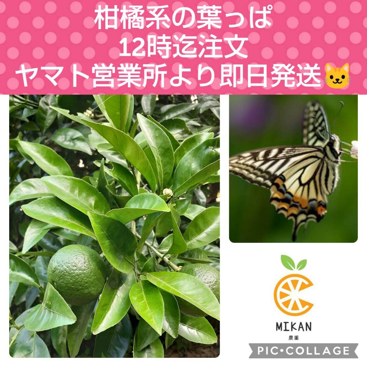 柑橘系 枝付き葉っぱ 200枚 アゲハチョウ幼虫の餌拍卖