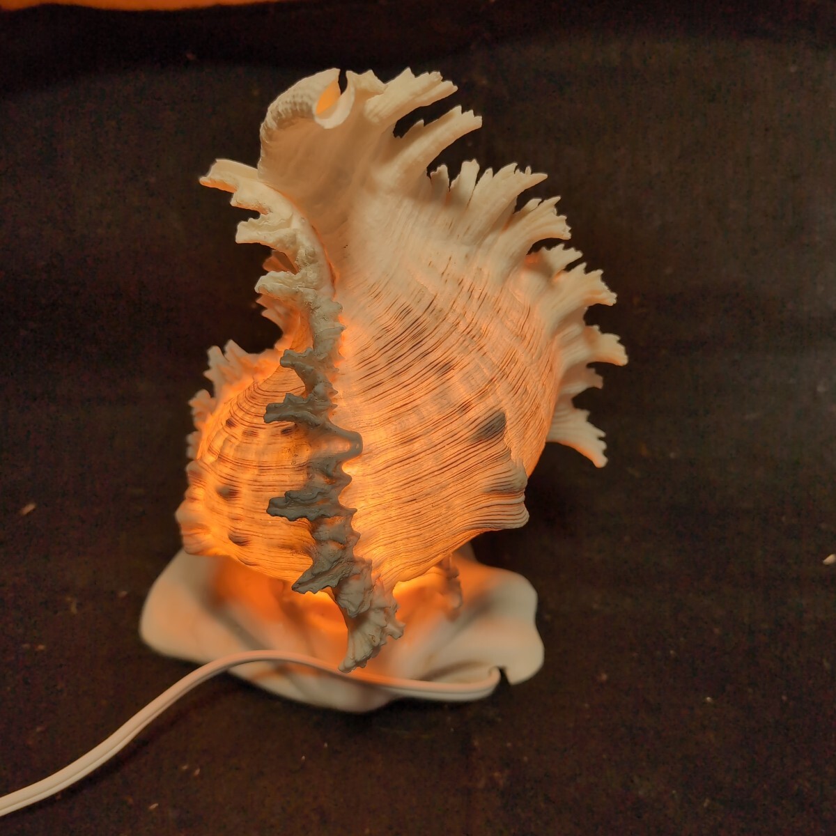 ■未使用■テング貝のランプ■シェルランプ■拍卖