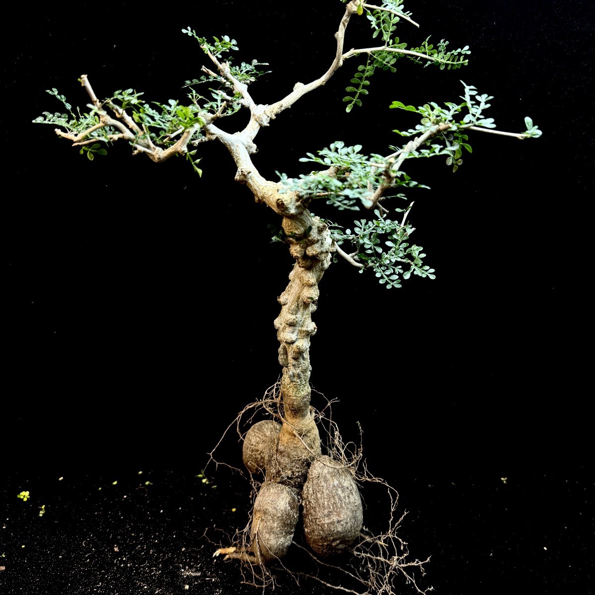 T15 実生 Operculicarya decaryi オペルクリカリア デカリー /盆栽 多肉植物 コーデックス 塊根植物 特選丸株 極上美株 【同梱不可】 拍卖