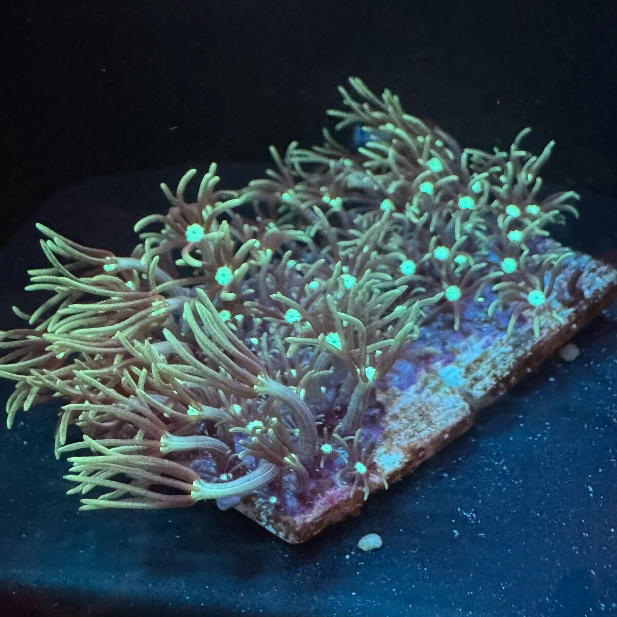 最終個体 ② スターポリプ メタリックグリーン 毛足長め サンゴ 約6cm × 約3cm 程度 ( 3cm角 のプレート 2枚 )に被覆 ソフトコーラル拍卖