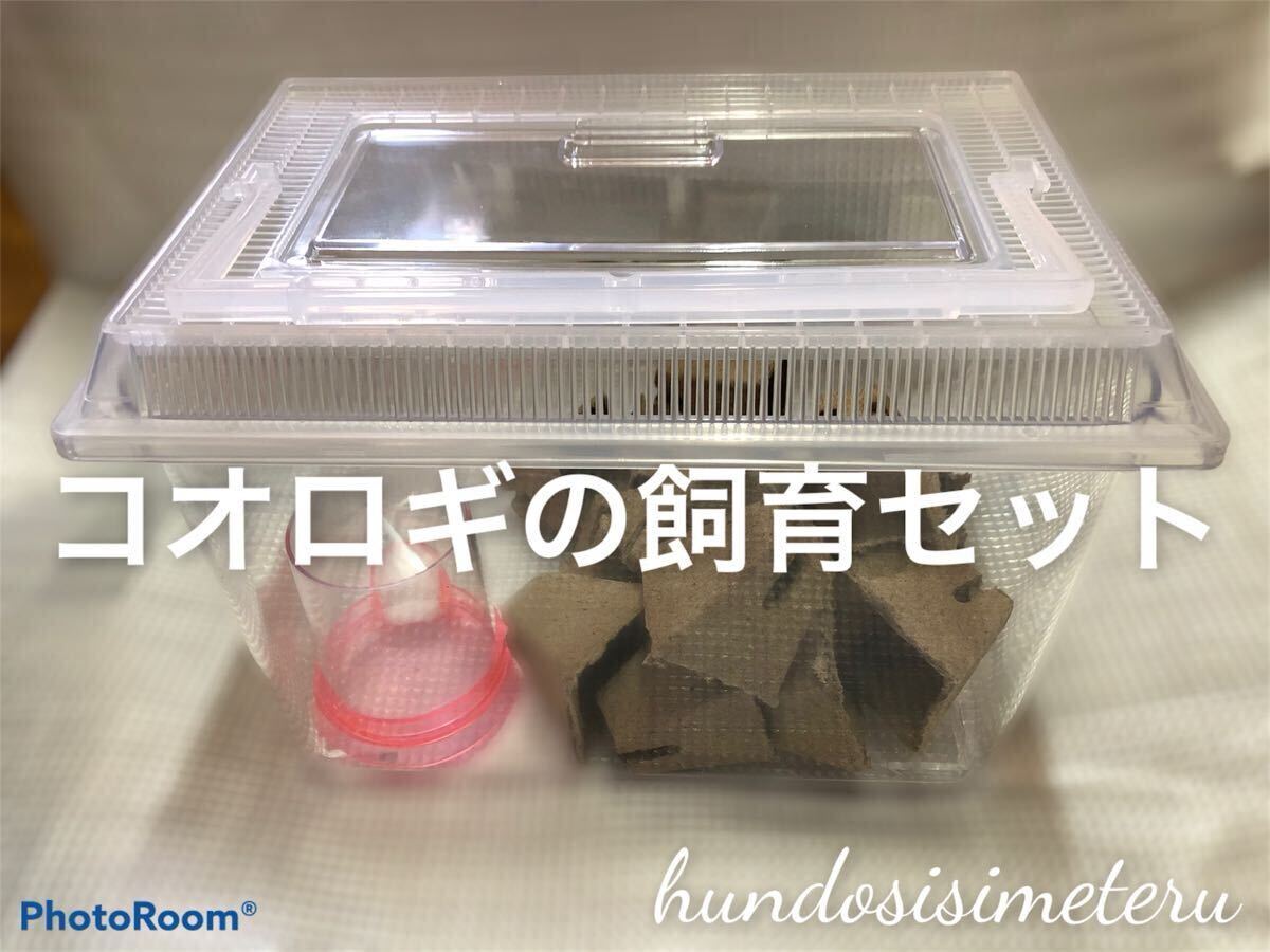 コオロギの飼育セット 飼育ケース 給水器 高級フード シェルター スプーン ※ケースフタの色は黒色または白色のアソートです拍卖