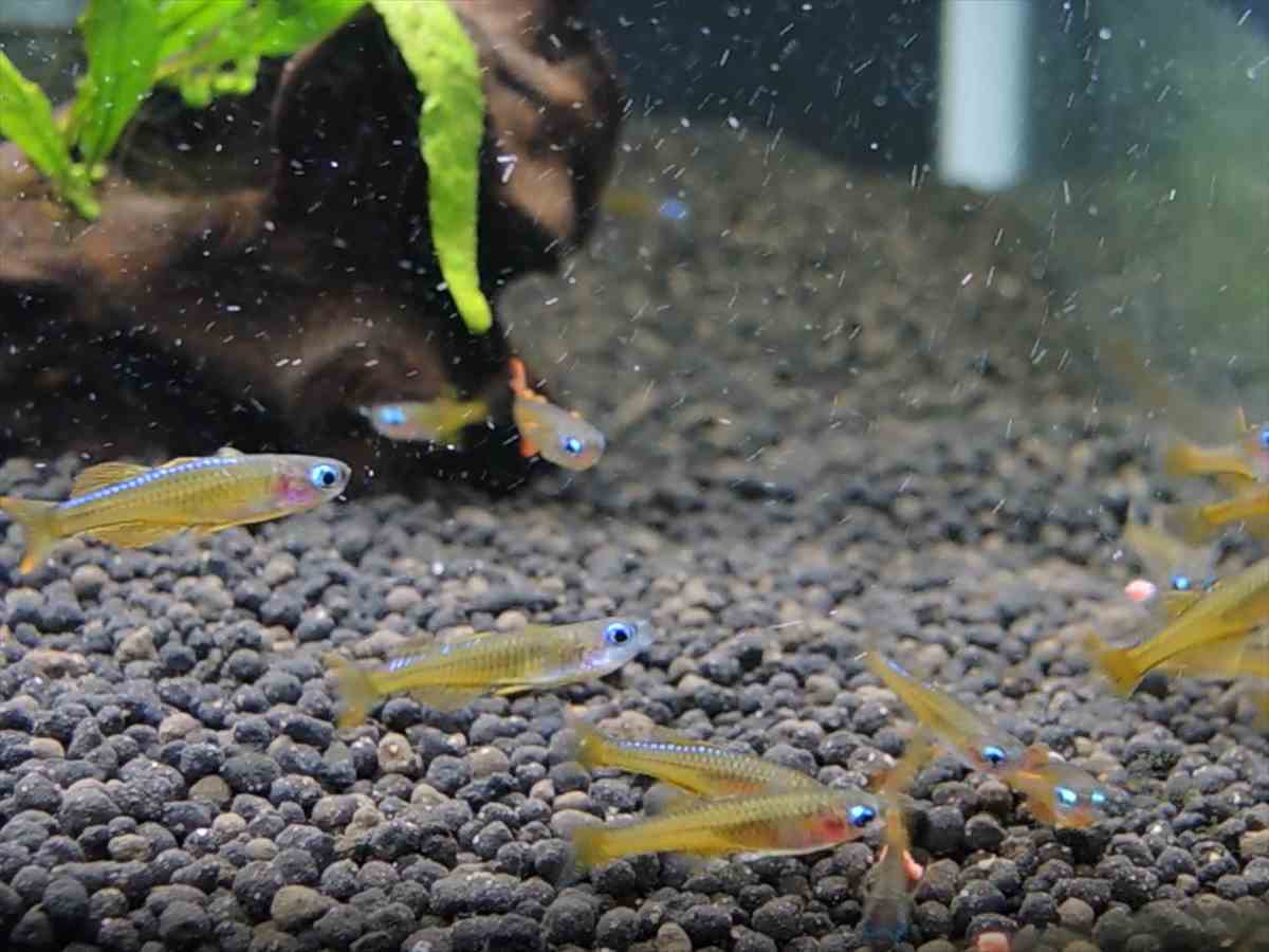 *iwoya*シュードムギル ティミカ 6匹セット拍卖