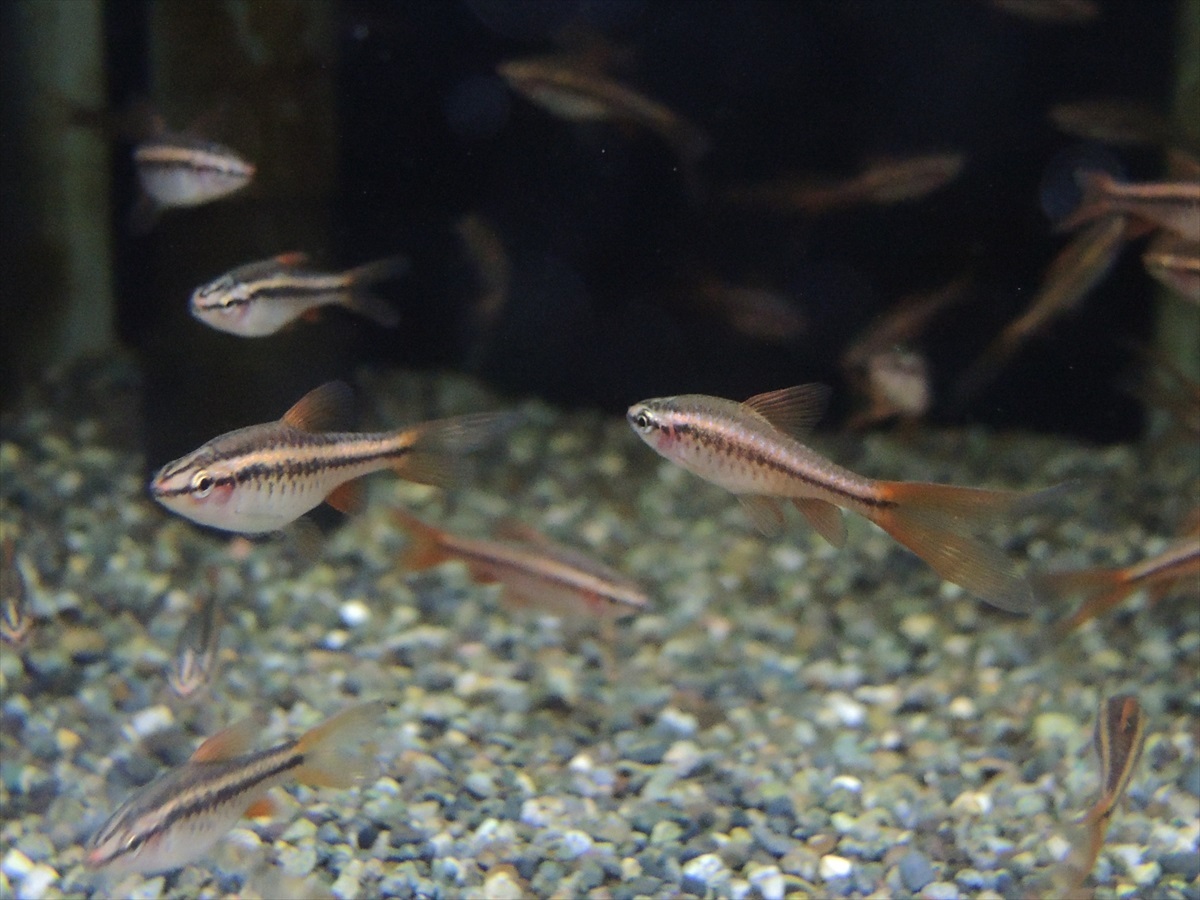 *iwoya*ロングフィンチェリーバルブ 10匹セット拍卖