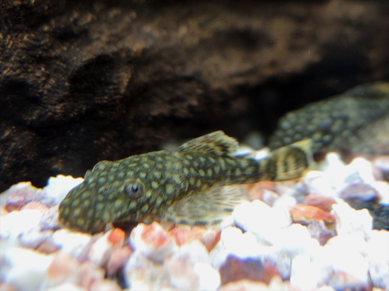 *iwoya*ブッシーマウスプレコ 3匹セット拍卖