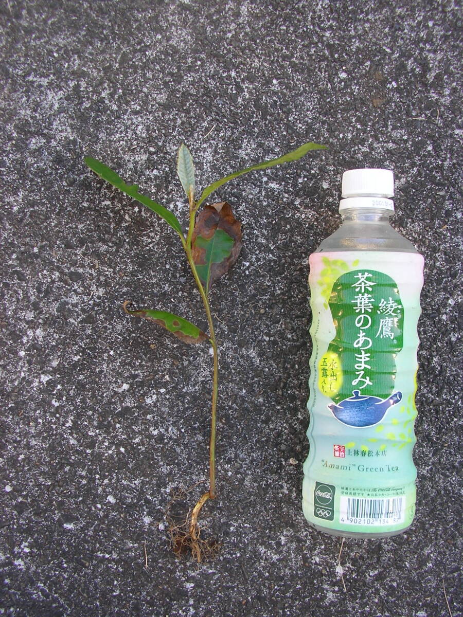 激安で無農薬のビワびわ実生苗20~30cm前後2株・黄桃の様な触感の琵琶の実生苗2株/自給自足ガーデニング家庭菜園拍卖