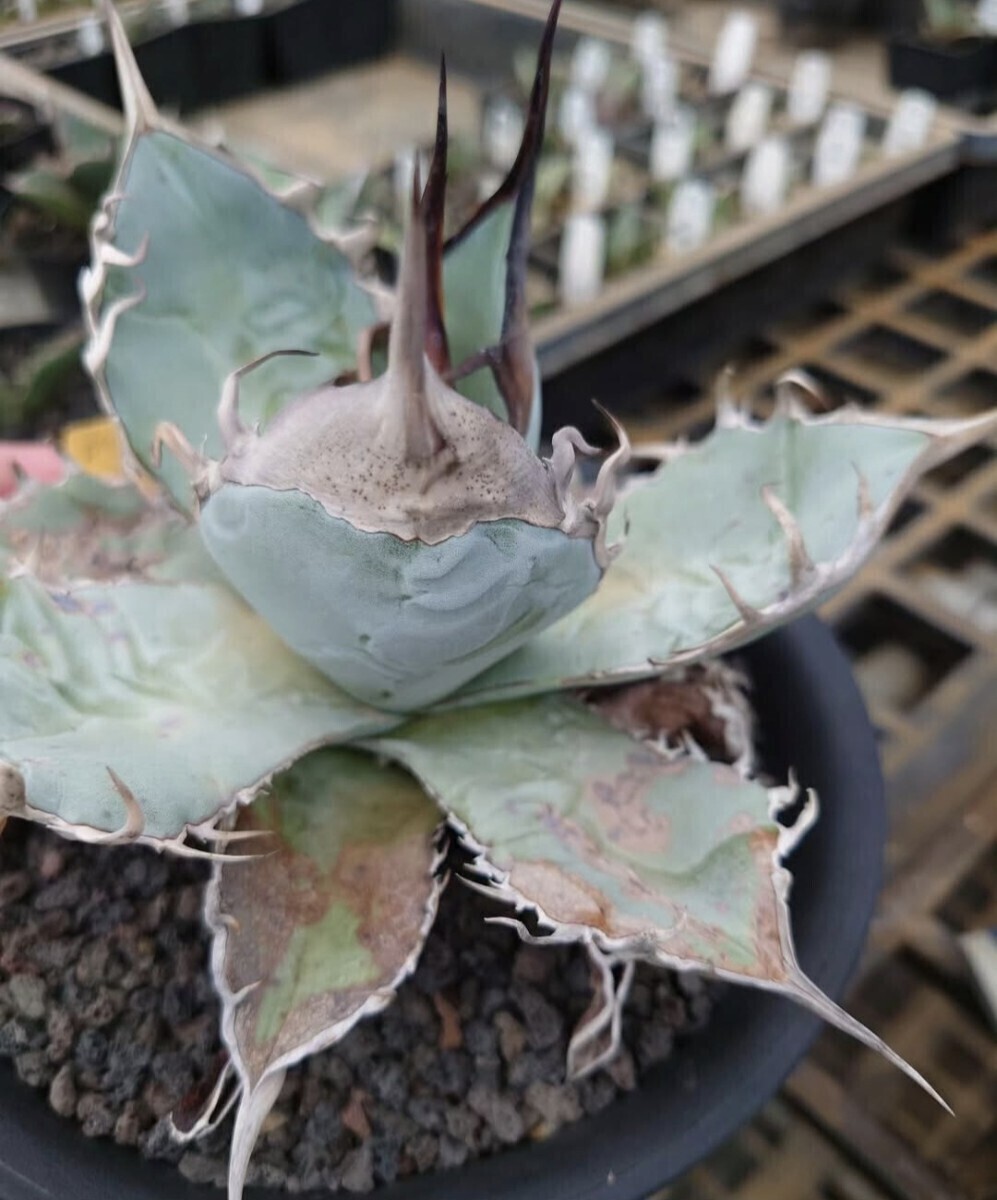 希少【アガベ チタノタ dennis B-09】 agave titanota LBP 拍卖