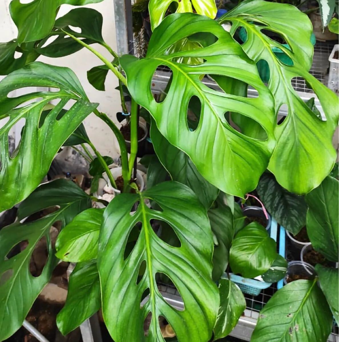 モンステラ アカコヤグエンシス acacoyaguensis 9拍卖