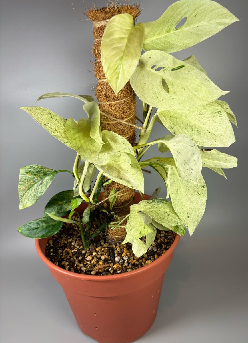 モンステラ ラニアタ ラニアータ フルミント斑 斑入り 2拍卖