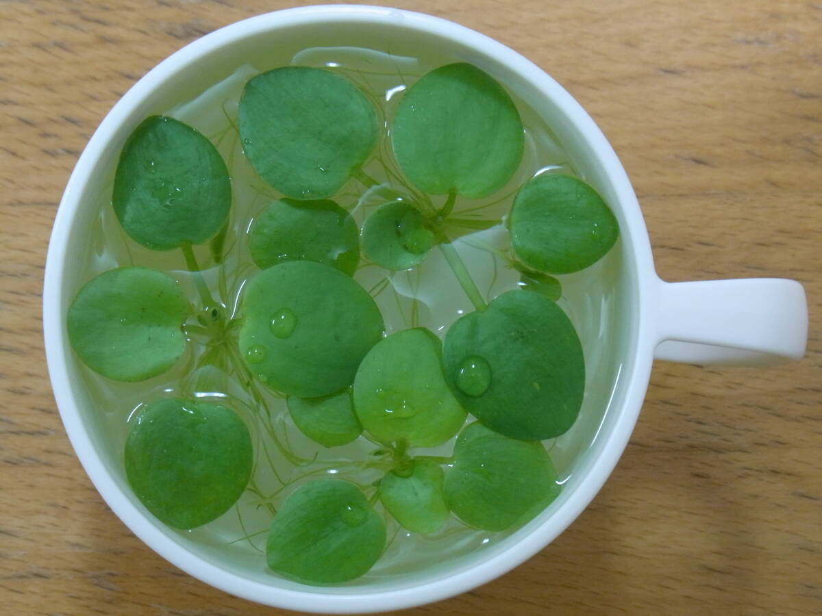 アマゾンフロッグビット 3株+ミジンコウキクサ 5g ネコポス便 無農薬 補償付拍卖