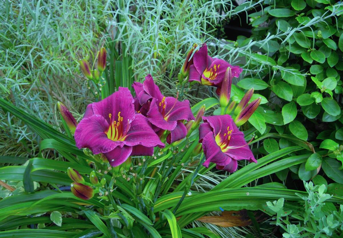 【ヘメロカリス】ステラ・イン・パープル “即決”_拍卖