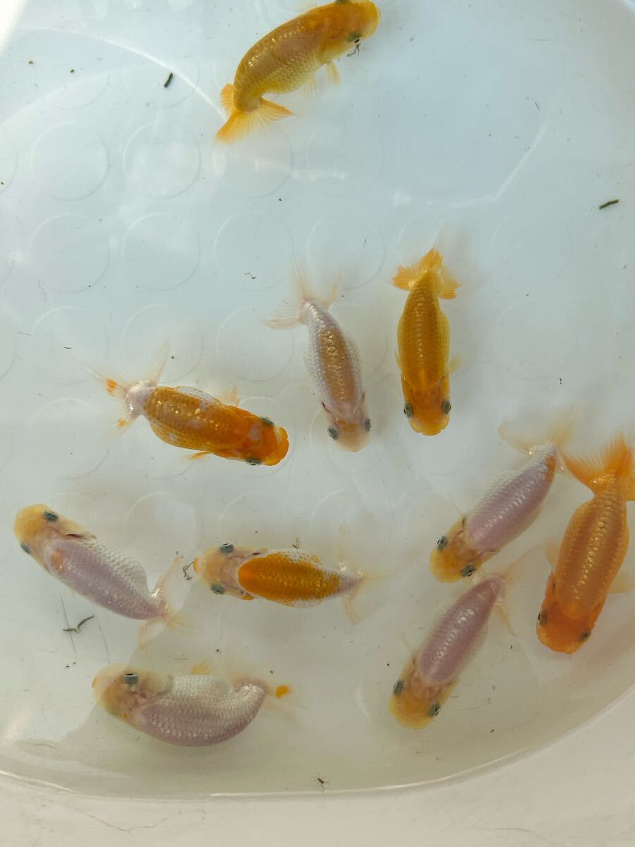 金魚 らんちゅう らんちう 5〜6センチ 国産 5匹セット拍卖