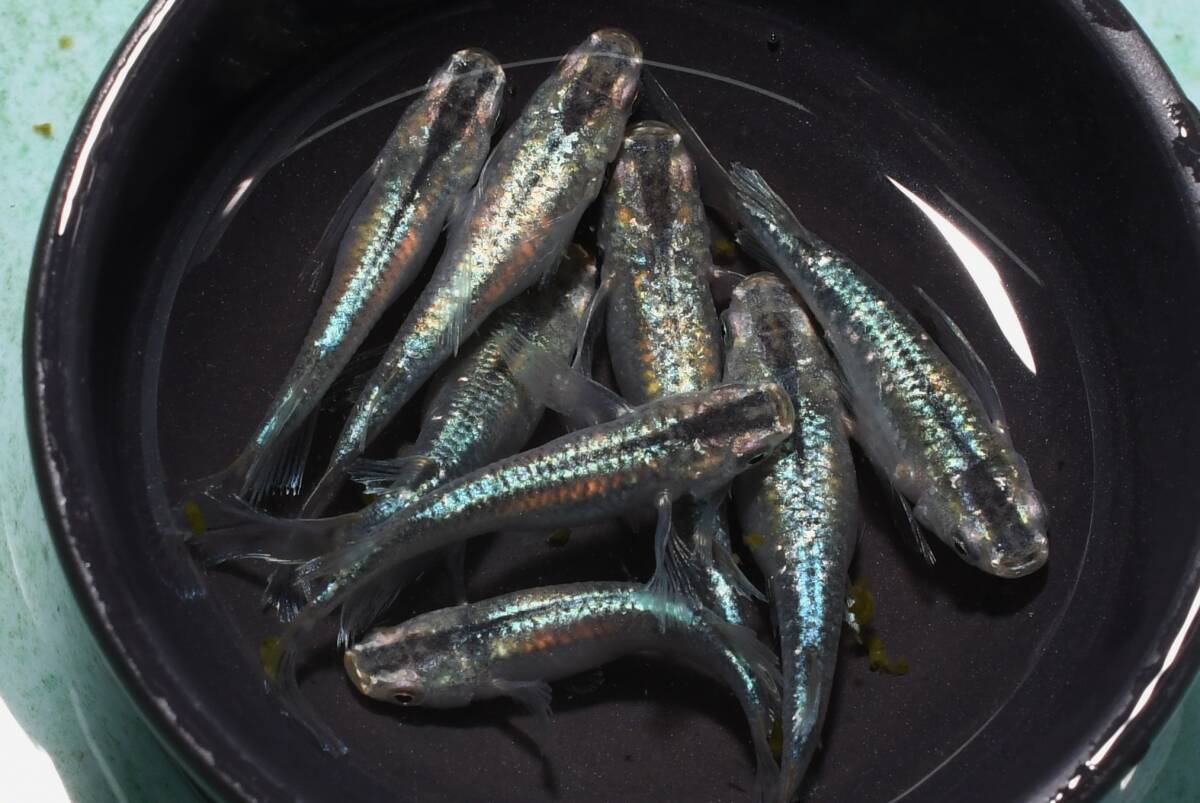 森の妖精メダカの稚魚・10匹 メダカ屋猫飯拍卖